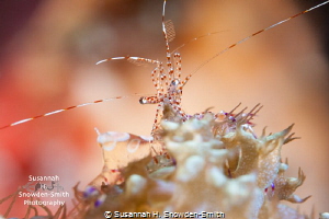 A tiny spotted cleaner shrimp climbs on a warty corallimo... by Susannah H. Snowden-Smith 
